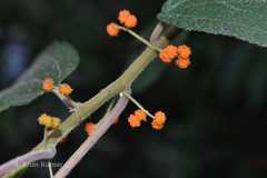 Debregeasia longifolia